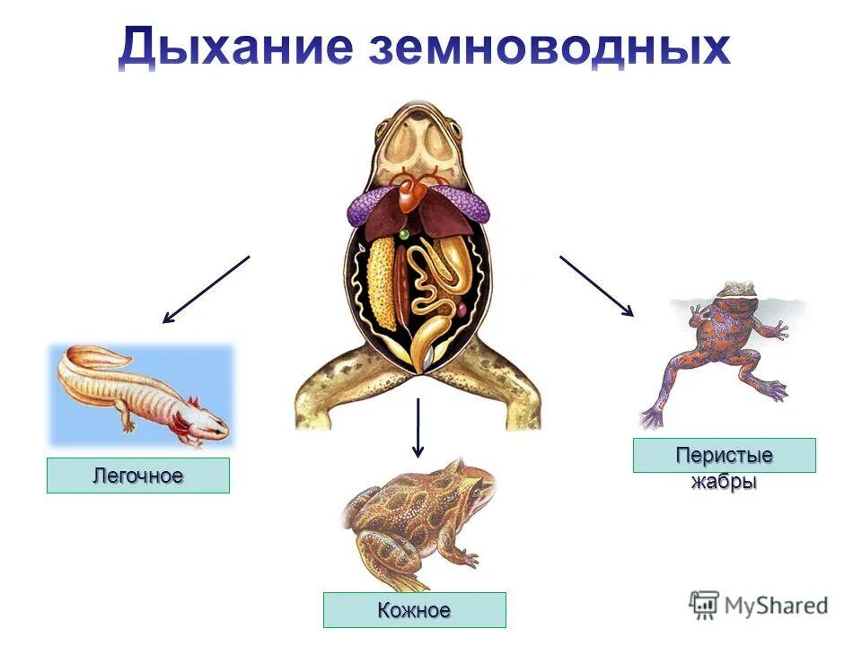 Класс земноводные дыхательная система. Система органов дыхания амфибий строение.