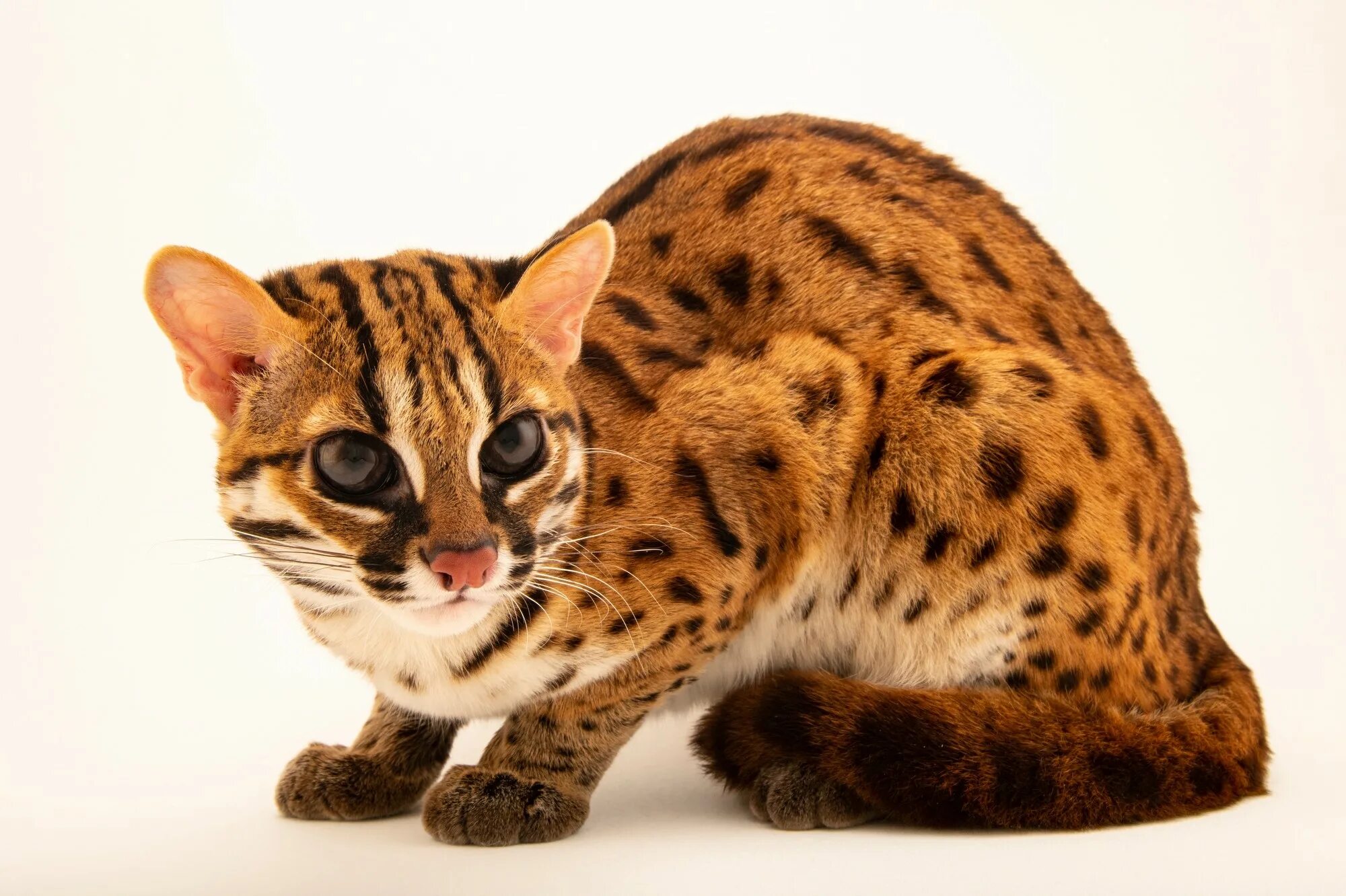 Алк ф1 кот