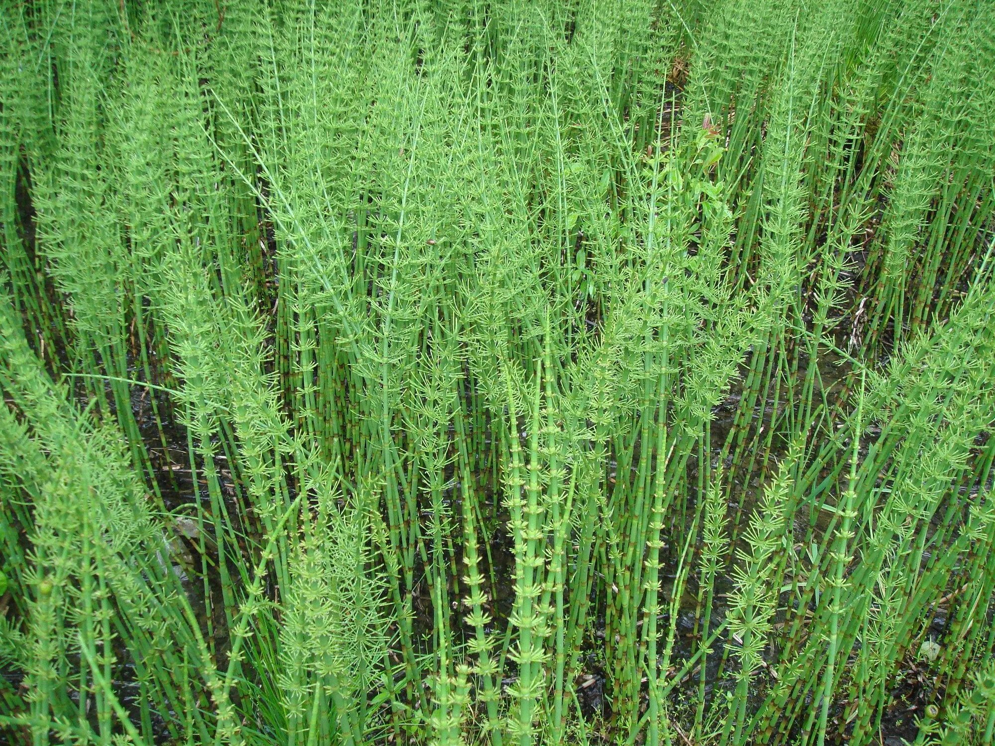 Хвощ водное растение. Хвощ Приречный. Хвощ топяной. Хвощ Речной (Equisetum fluviatile). Хвощ Приречный болотный.