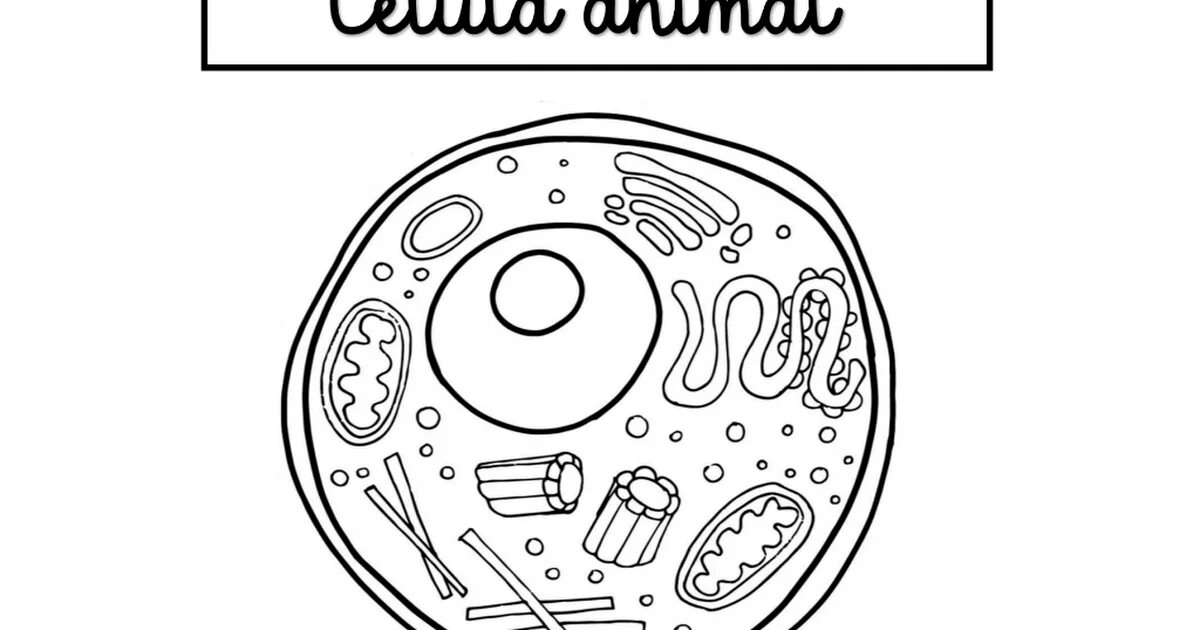 Animal Cell. Клетка организма рисунок. Worksheets животная клетка 5 класс. Клетка рисунок для детей. Worksheets cells