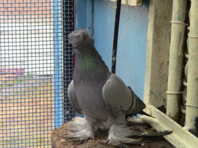 всемирные голуби