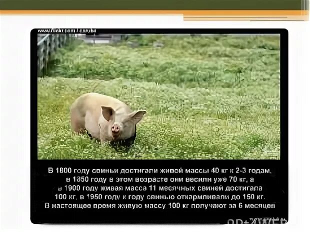 Интересные факты о свиньях. Интересные факты о поросятах. Факты о свиноводстве. Факты о свинках. Факты о свиньях