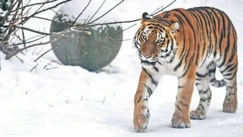 Амурский тигр ответ