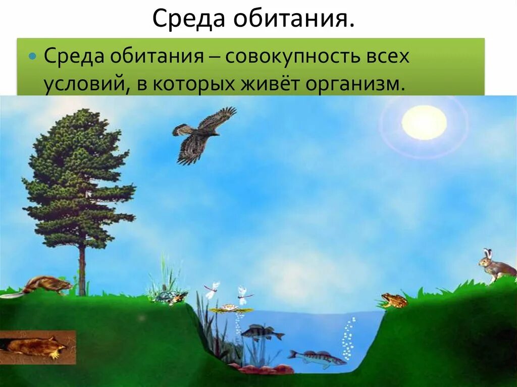 Легкие среда обитания