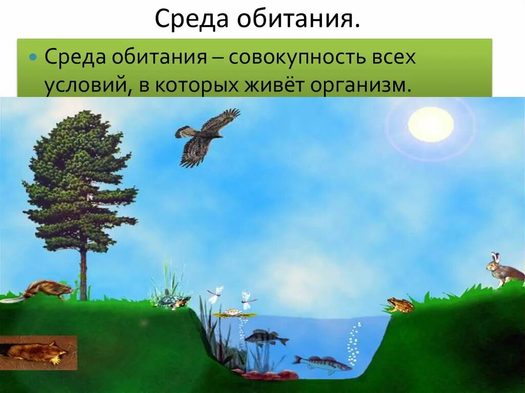 Жизнь организмов на планете земля 5. Среда обитания. Среды жизни. Среда. Среды обитания организмов.