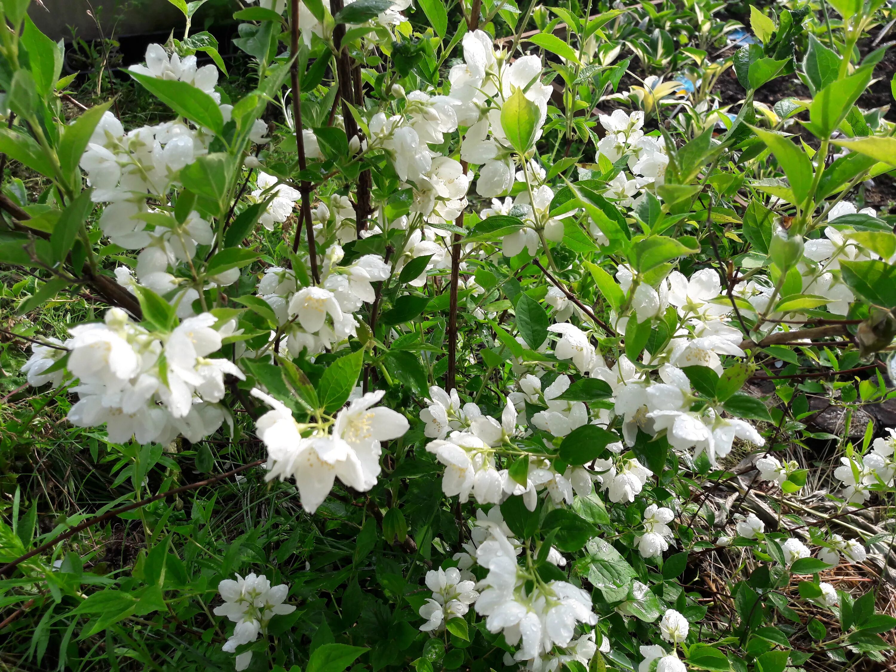 чубушник уход