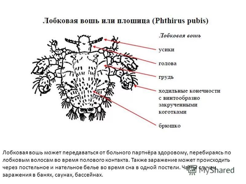Медицинское значение вшей
