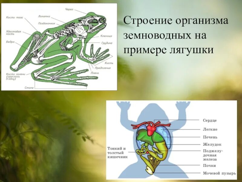 Биология 7 класс земноводные внешнее строение лягушки. Внешнее и внутреннее строение земноводных на примере лягушки. Строение земноводных на примере лягушки. Бесхвостые амфибии строение. Тело земноводных состоит из