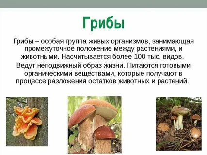 Сообщение про грибы 5 класс