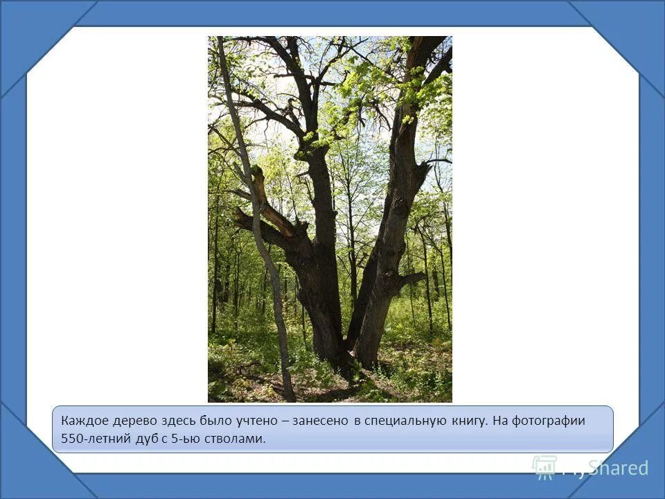 дуб патриарх беловежская пуща. шелковица дерево. дерево вырезать. надпись на стволе дерева. дерево которому 5000 лет в шотландии.