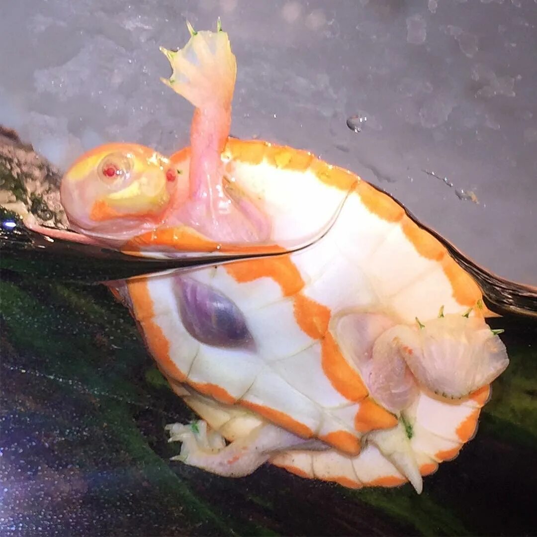 Кровеносная система черепахи. Кровеносная система болотной черепахи. Черепаха альбинос с открытым сердцем. Кровеносная система болотной черепахи схема. Какое сердце у черепахи.