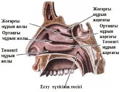 Концерт порно компиляция сперму ішіндегі