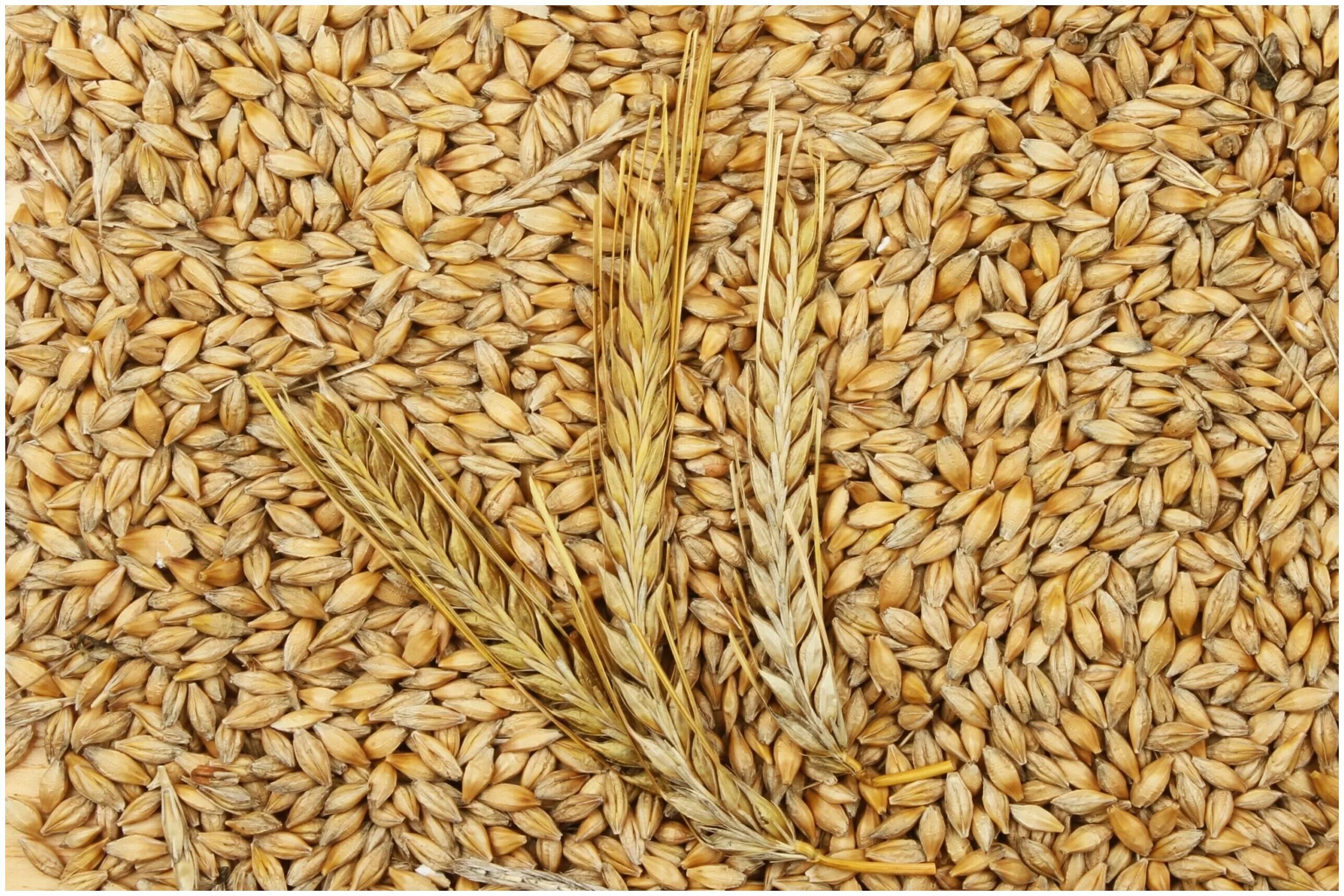 пленчатый ячмень семена. ячмень как выглядит зерно. ячмень пшонка. ячмень вылущенный. арпа ячмень.