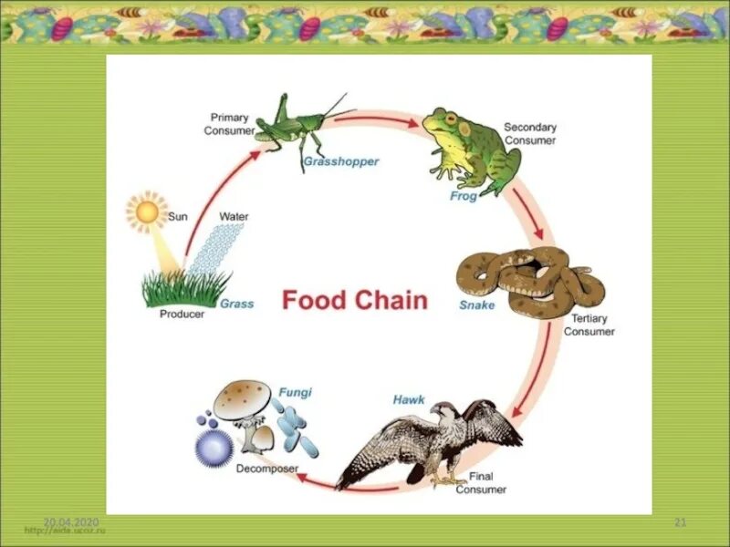 Вторичная цепь питания. Цепочка питания живых организмов. Цепь питания наземно воздушной среды. Пищевая цепь питания замкнутая. Пищевая цепочка в природе.