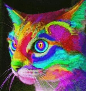 Игры разноцветные коты