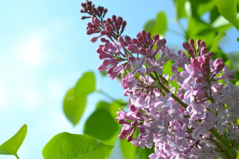 украшения на первомай. таке май. сирень феодосия. май природа. весеннее настроение.