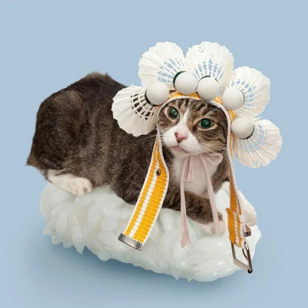 Суше кот. Суши кот. котик и роллы. кото суши. кошка и суши.