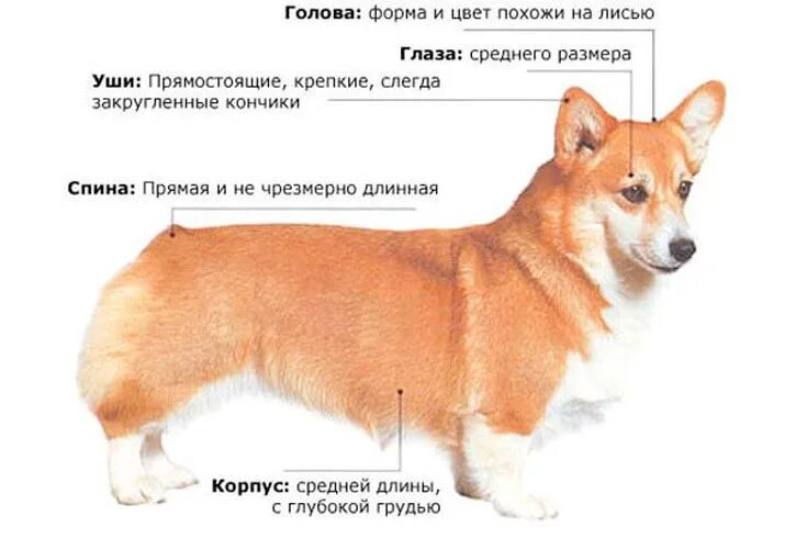 Корги размеры. Стандарт корги пемброк. вельш корги кардиган стандарт породы. корги пемброк стандарт породы. корги кардиган стандарт породы.