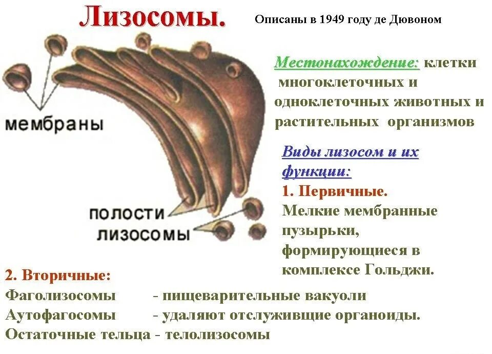 Строение растительной клетки лизосомы. Лизосомы функции в органелле. Лизосомы строение структура и функции. Строение органоида лизосомы