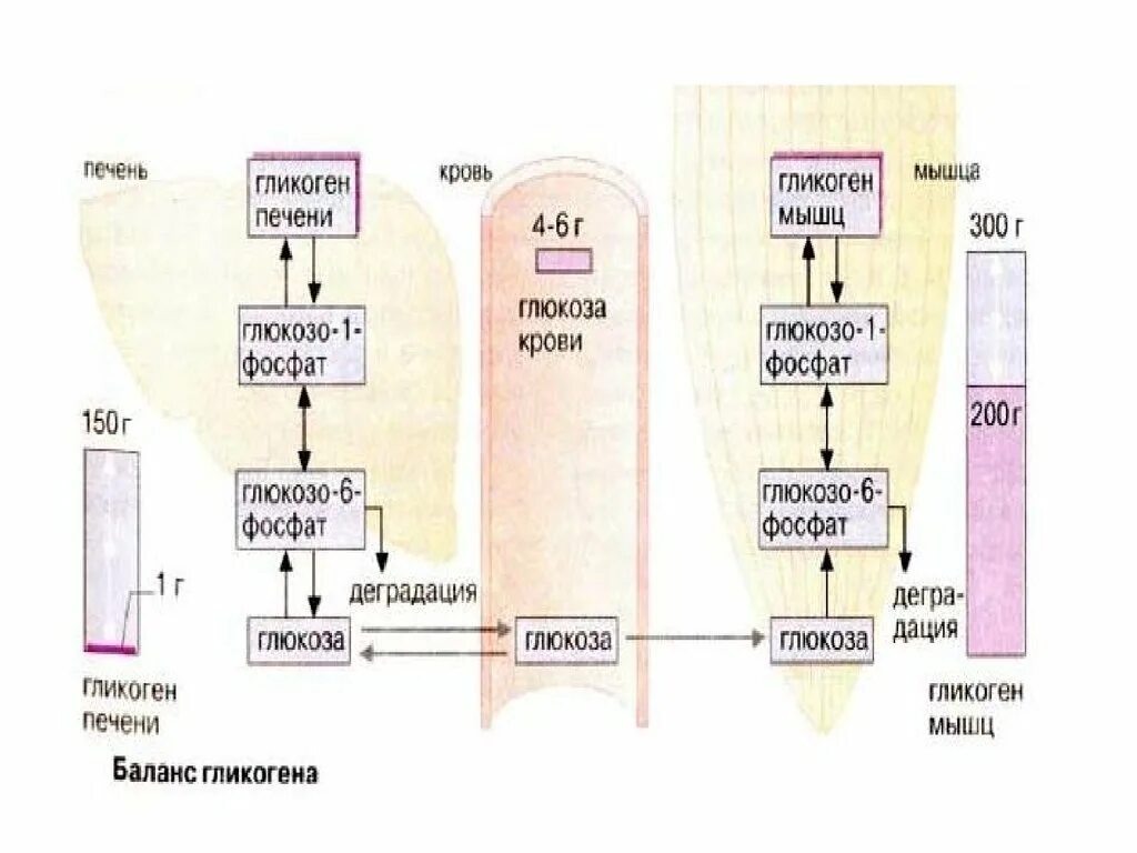 Гликоген в печени и мышцах. Гликоген в печени и мыш. Гликоген в мышцах. Превращение Глюкозы в гликоген. Содержание гликогена в печени