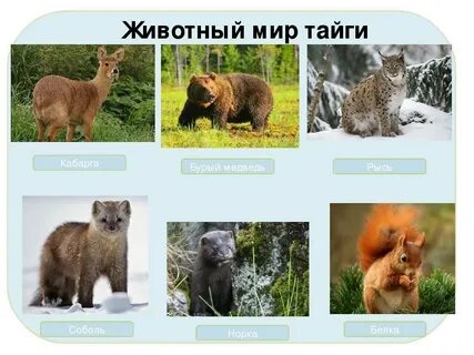 Приведи примеры животных тайги