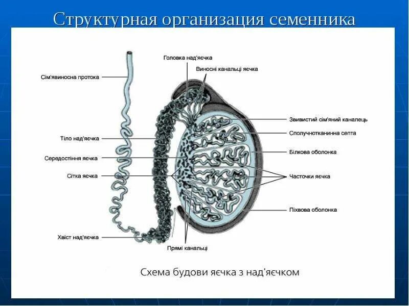 Мужская половая система семенник. Мужская половая система анатомия строение яичек. Мужская половая система строение семенника. Мужская половая система придаток семенника.