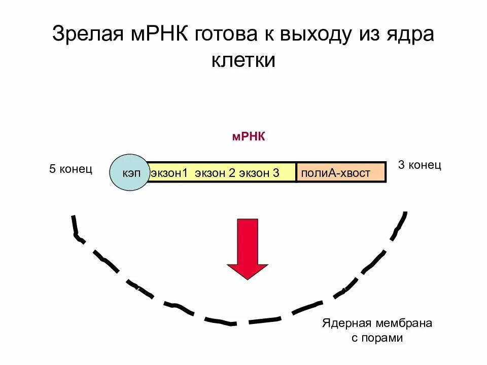 Структура матричной РНК. МРНК схема строения. Схему строения зрелой информационной РНК эукариот. Структура зрелой м РНК.