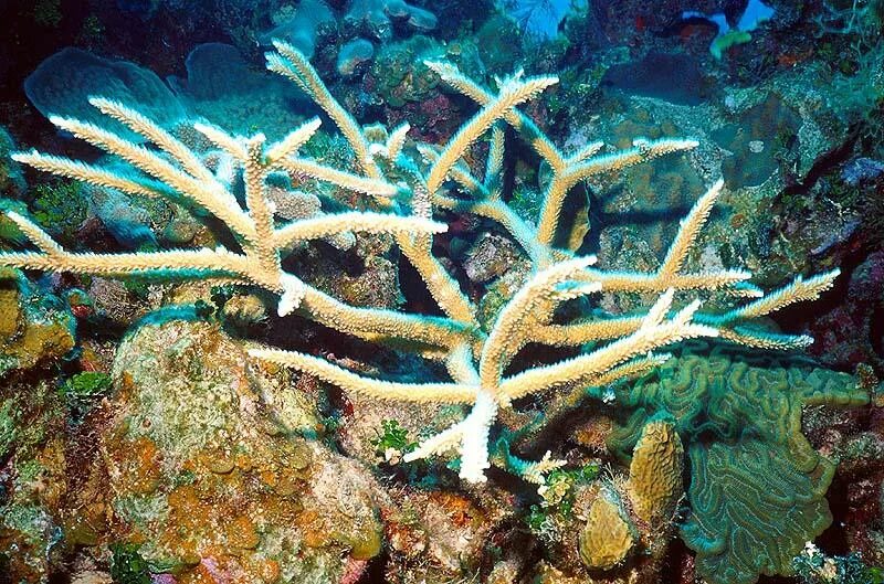 Красное море красивые фото. Известняковые коралловые рифы. Коралл 219274. Коралл циатофиллум. Где взять кораллы.