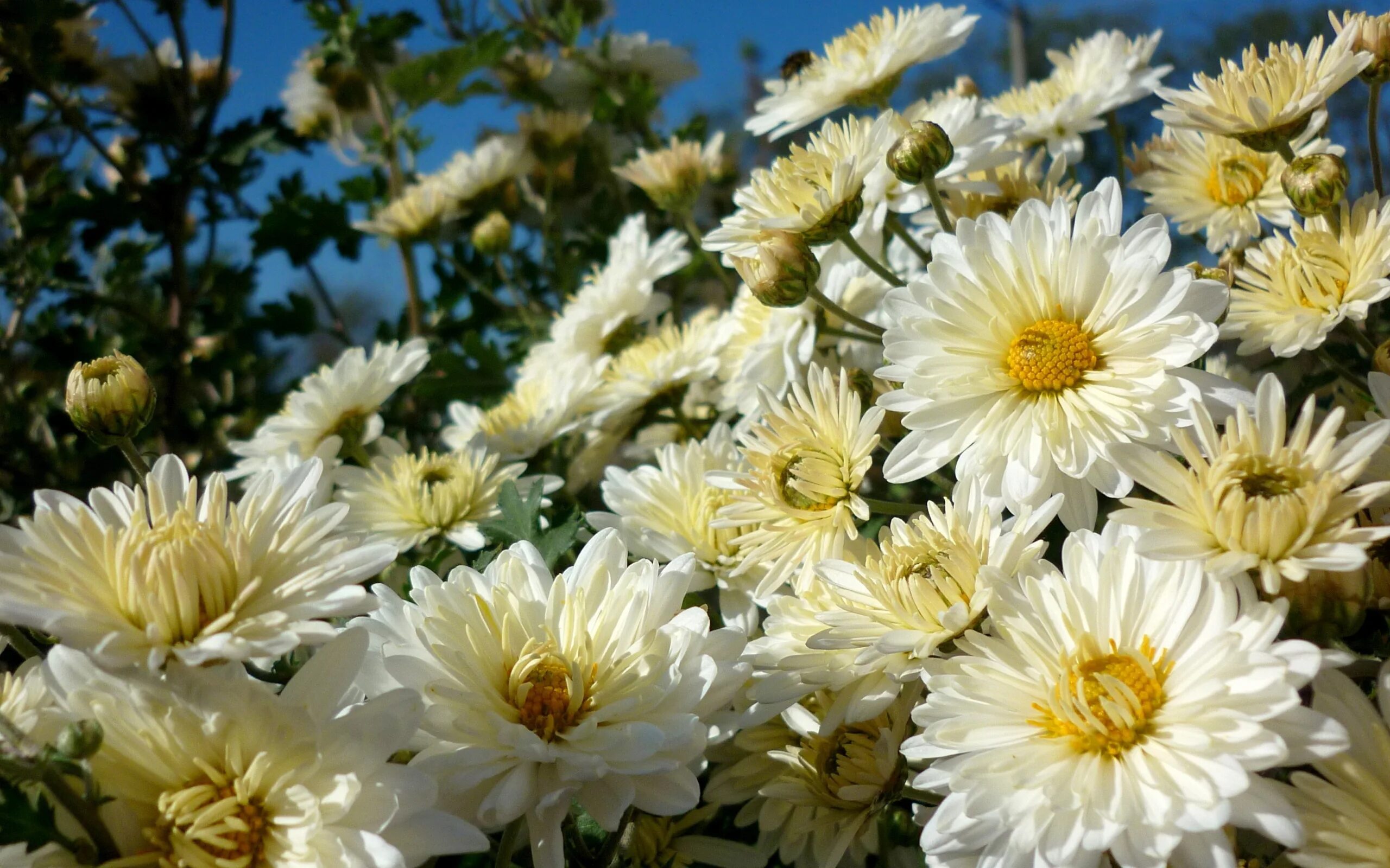 Free Images : flower, petal, floral, flora, purple flowers, aster, flowering pla