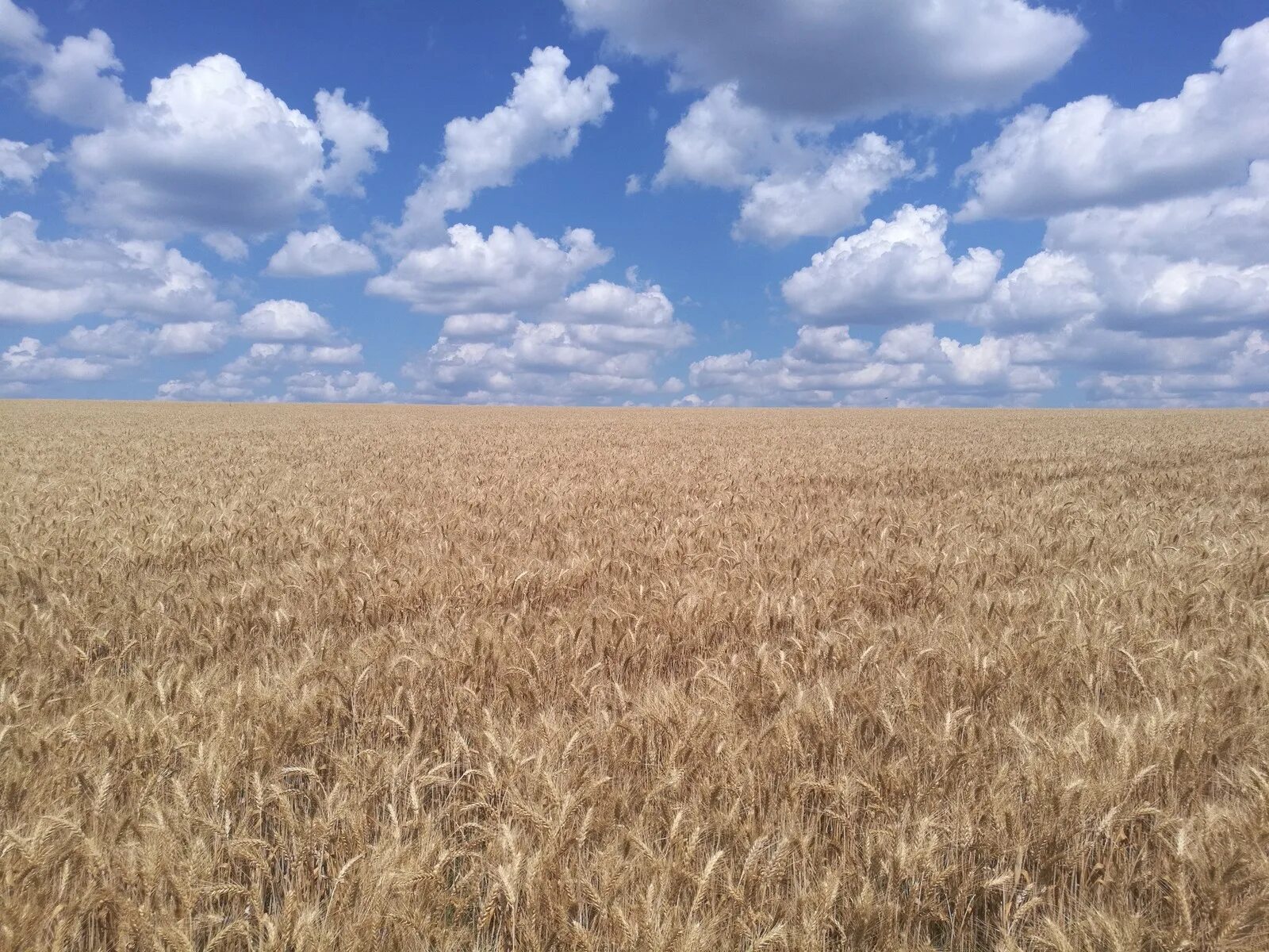 пашня хлеб. сельскохозяйственный пейзаж. пашня. хлебные поля краснодарского края. рожь вятка.