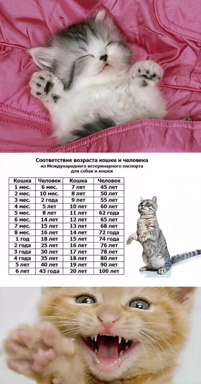 Коту 10 лет сколько по человеческим меркам. Возраст кошек. Возраст кошки по человеческим меркам. Кошачьи года. Возраст кошки по человечески.