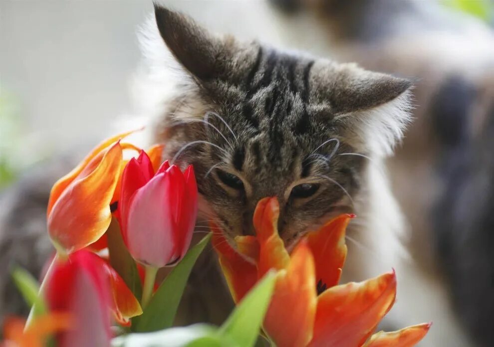 Котик с тюльпанами. Весеннее настроение. Кошка с тюльпанами. Кошка с цветами.