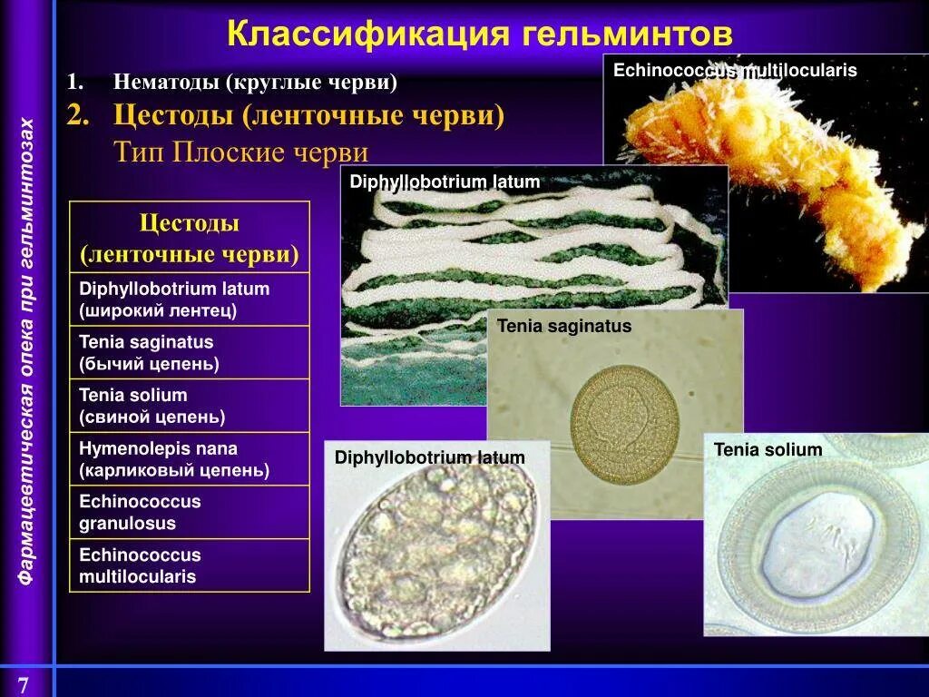 Цепень тип червей. Широкий лентец классификация гельминта. Классификация гельминтов ленточных червей. Классификация классификация свиного цепня. Ленточные черви паразиты систематика.