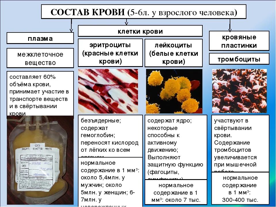 Характеристика эритроцитов тромбоцитов