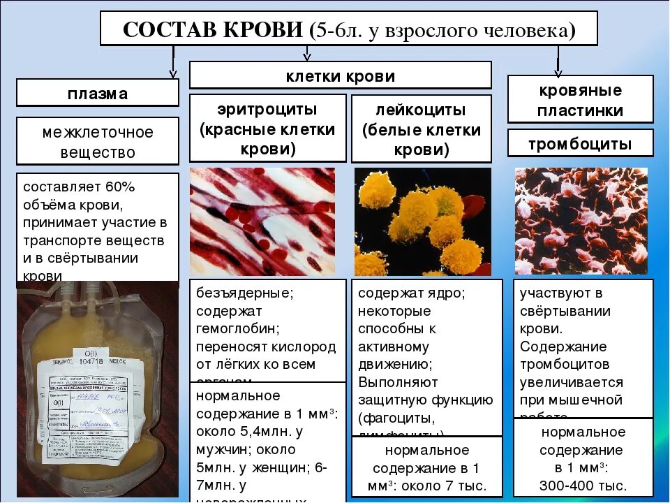 Состав плазмы крови 8 класс биология. Кровь состав крови 8 класс кратко. Кровь и иммунитет 8 класс. Кровь, её функции, количество и состав..