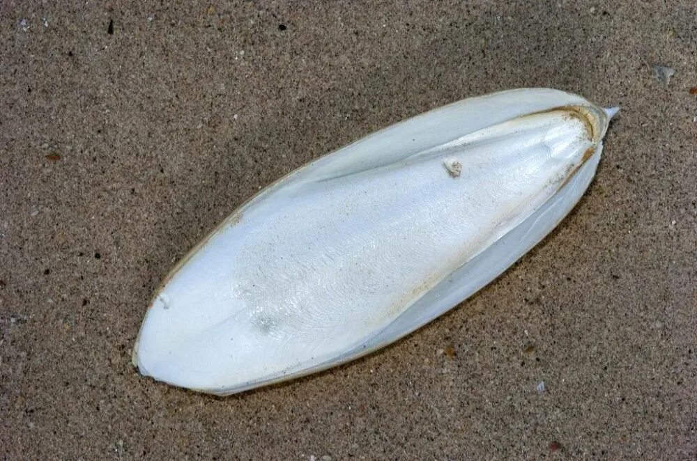 Сепия панцирь каракатицы. Cuttle fish bone это. Кость каракатицы. Сепия панцирь каракатицы. Вяленая каракатица.