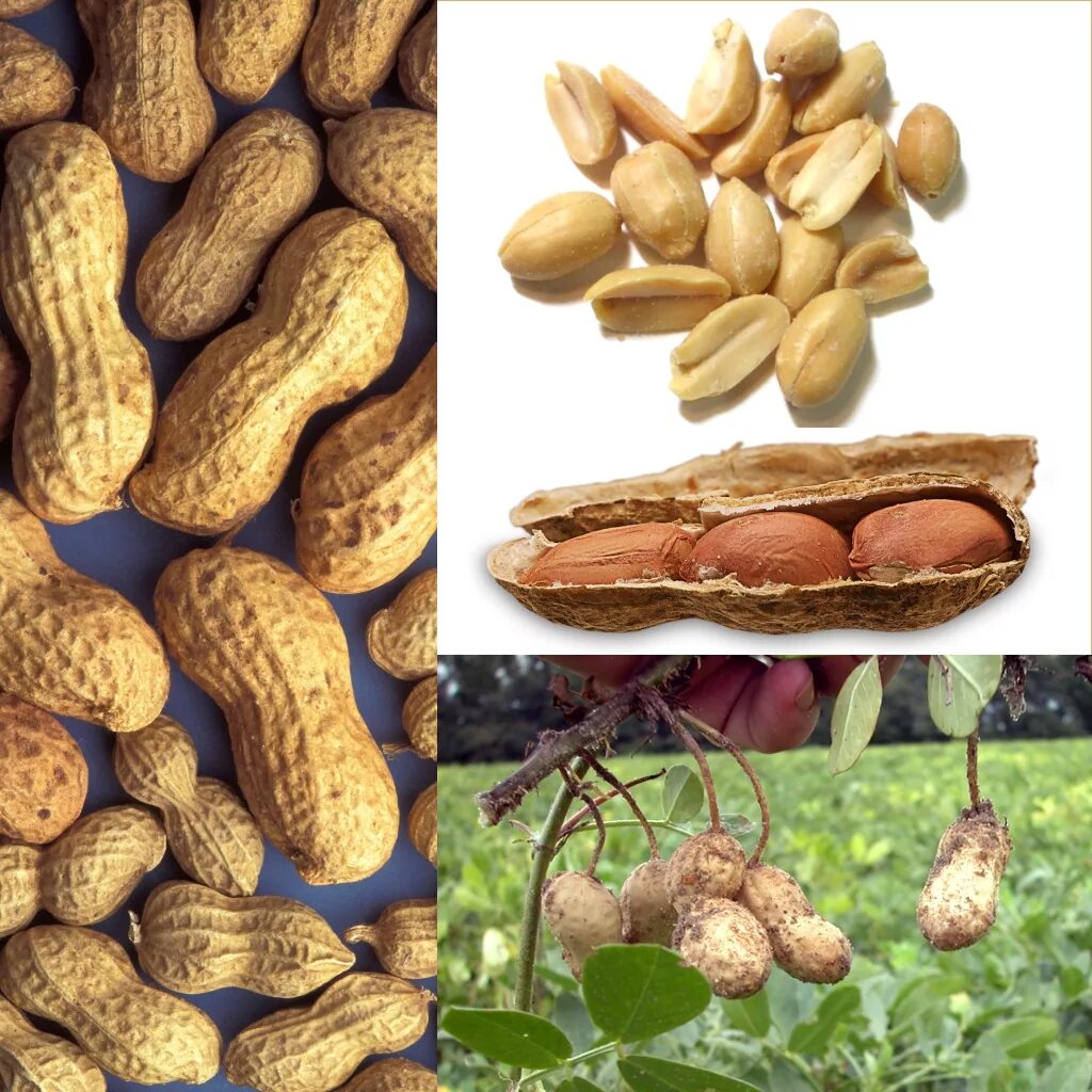 Название арахиса. Земляной арахис. Земляной орех арахис. Орех арахис дерево. Американский Земляной орех.
