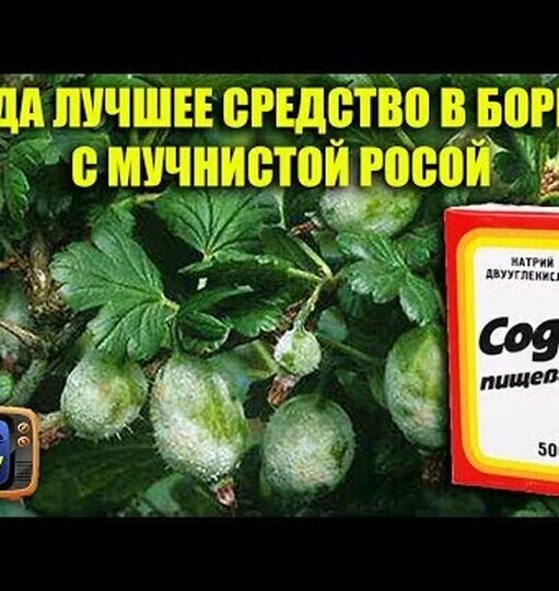 Сода от мучнистой росы. Применение соды в быту. Сода от мучнистой росы на розах. Содовый раствор от тли. От мучнистой росы препараты.