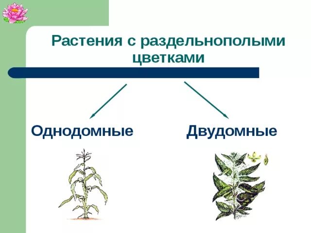 Приведите примеры однодомных и двудомных растений Презентация к урокку "Строение цветка"