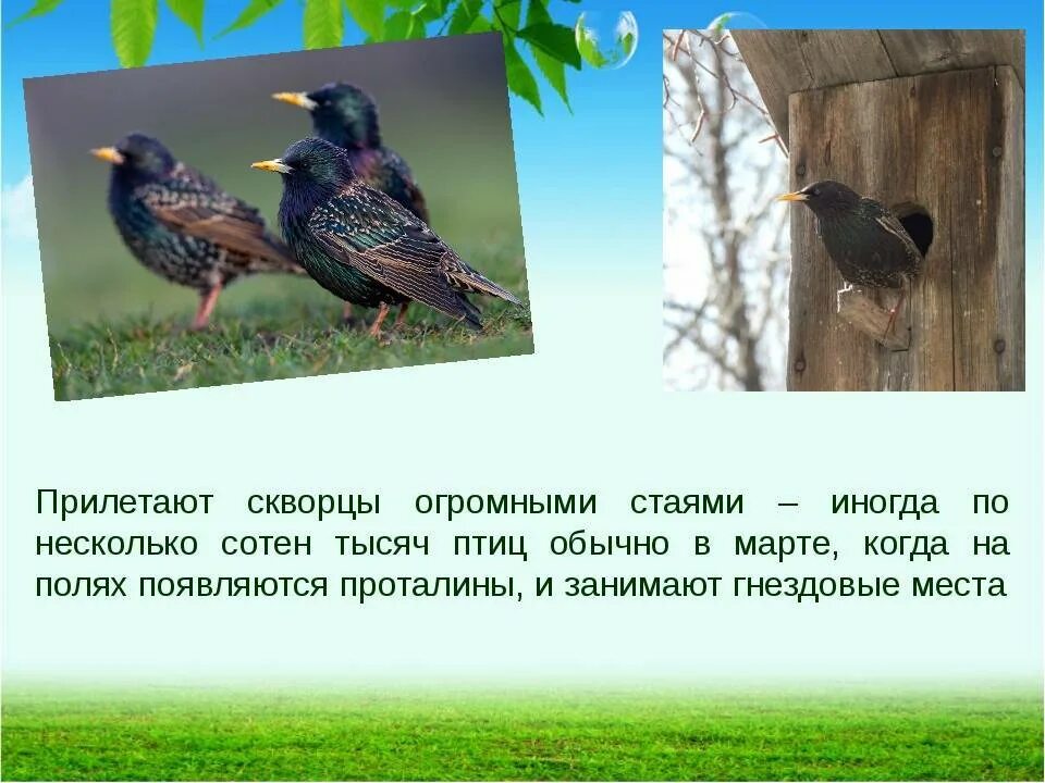 Скворцы содержание. Скворцы прилетают весной. скворцы прилетели. скворец описание. птицы которые прилетают весной.