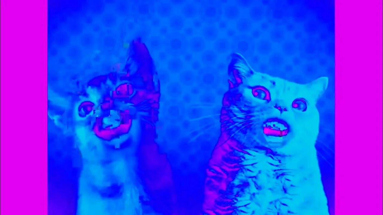 Preview 2 numa cat effects. Нума кат. нума нума коты. preview 2 numa cat effects effects.