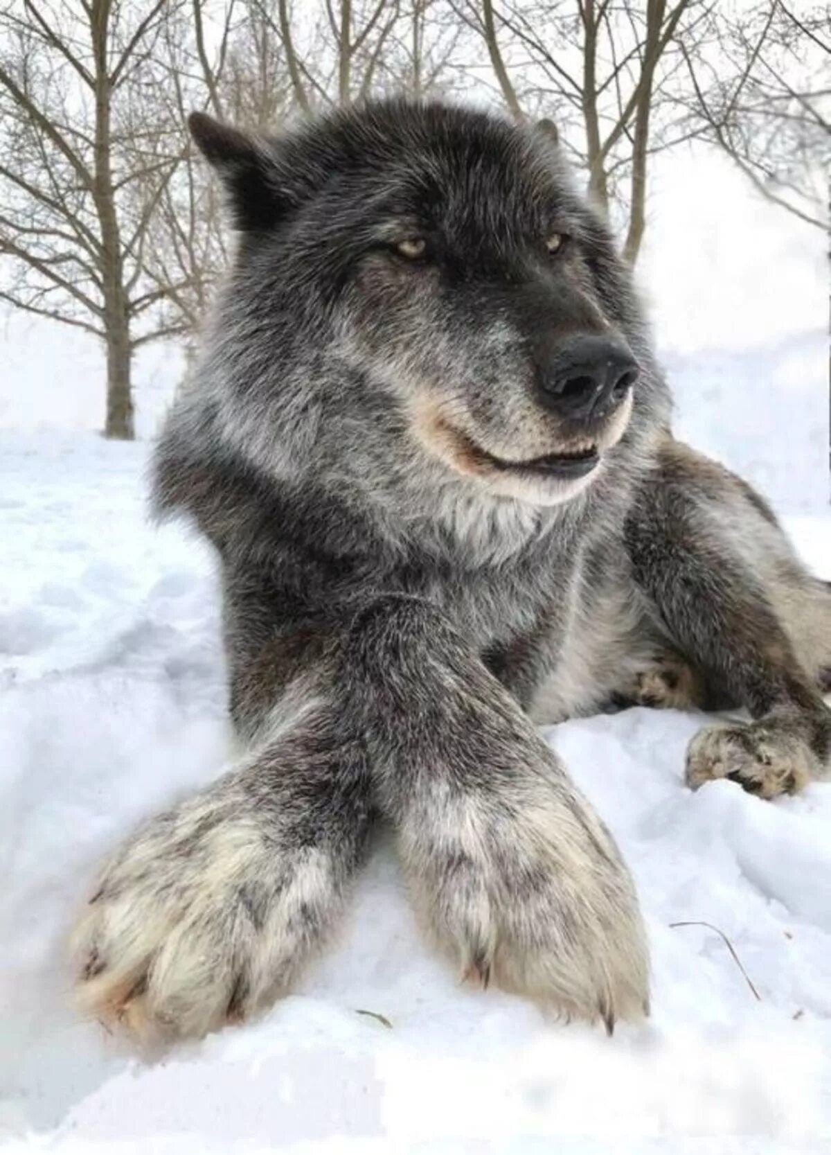 Самой большой волк в мире. Арлан волк. Смешной волк.
