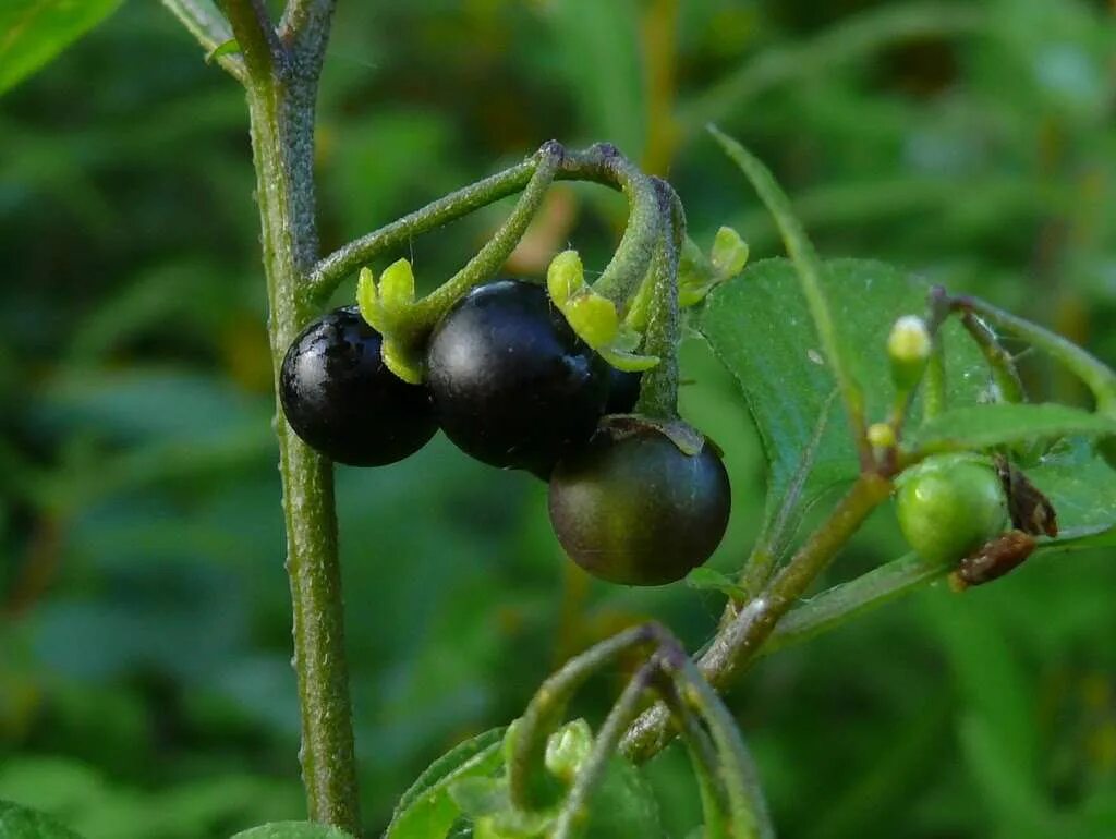 Паслен черный среда обитания. Паслен гулявниколистный. :Solanum nigrum (BLACKBERRY Nightshade). Паслен черный семена. Black Nightshade.