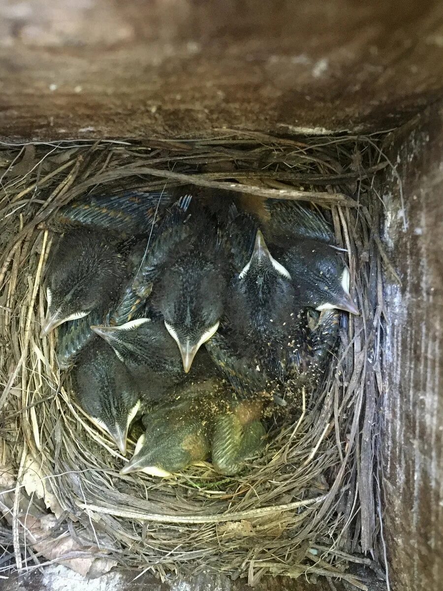 Утка кряква гнездование. Цыплята ломан браун. 7 птенцов. 7 птенцов. Утенок улыбино.