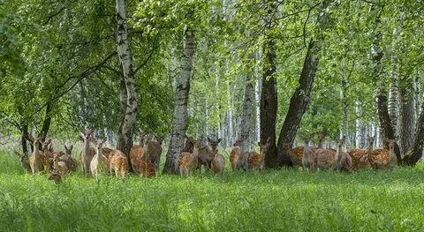 Фгбу парк лосиный остров