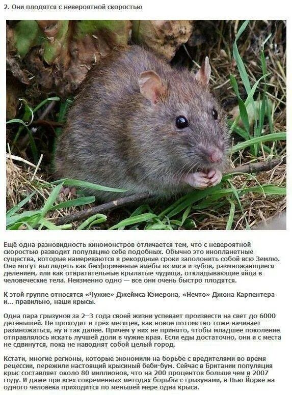Как избавиться от мышей на участке. Разновидности крыс. Интересные факты о крысах. Доклад про крыс. Интересные факты о домашних крысах.
