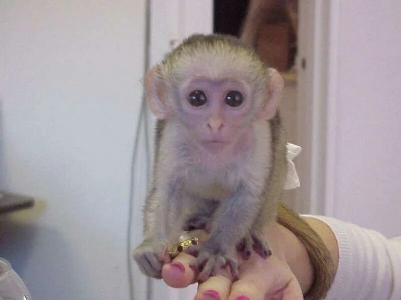 Домашняя обезьянка капуцин. Капуцин детеныш. Маленькая обезьяна капуцин. Ручная обезьянка. Купить обезьянку живую в россии