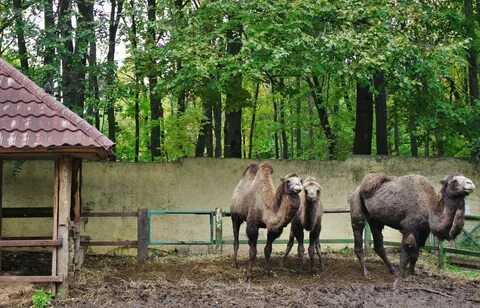 Швейцария парк нижний зоопарк