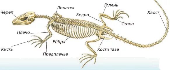 Отделы позвоночника крокодила. Строение скелета прыткой ящерицы. Внешнее строение и скелет пресмыкающихся 7. Скелет пресмыкающихся схема биология 7. Строение скелета ящерицы.