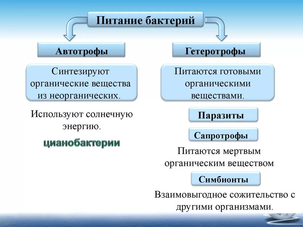 Какой способ питания у бактерий. Классификация бактерий автотрофы. Способы питания бактерий схема. Автотрофный и гетеротрофный Тип питания. Типы питания бактерий автотрофы.